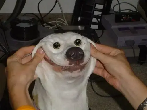 two hands are holding a dog's cheeks in a goofy smile. like, the dog looks like a cartoon character.