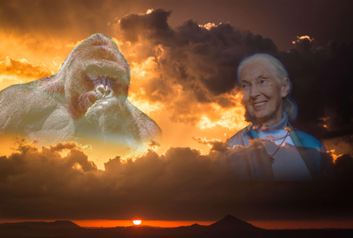Jane Goodall and Harambe looking down from the clouds. Harambe is thoughtful and handsome, Goodall is bright with understanding and curiosity, benevolence and good cheer pouring from her smile and those inquisitive eyes.