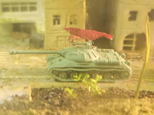 a red shrimp sits on an Aquarium decoration shaped like a tank