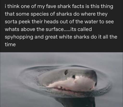i think one of my fave shark facts is this thing that some species of sharks do where they sorta peek their heads out of the water to see whats above the surface.....its called spyhopping and great white sharks do it all the time <image of a great white shark spyhopping out of water>